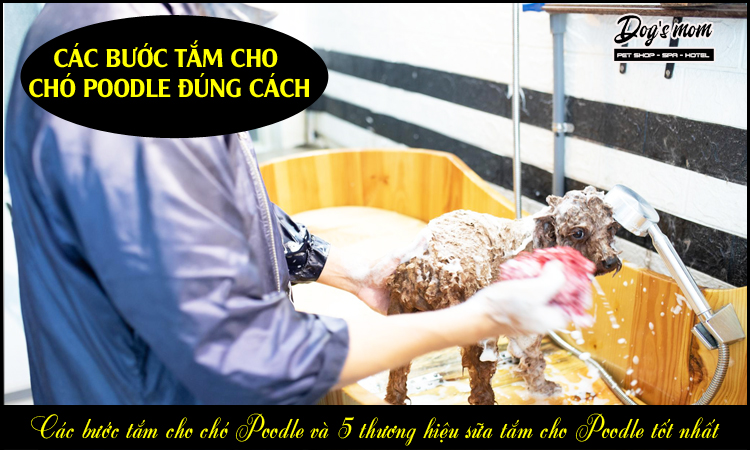 Cách tắm cho chó Poodle 