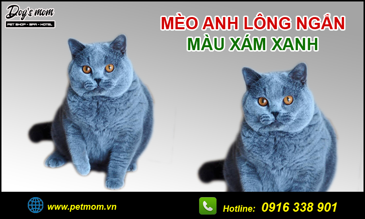 Mèo anh lông ngắn xám xanh