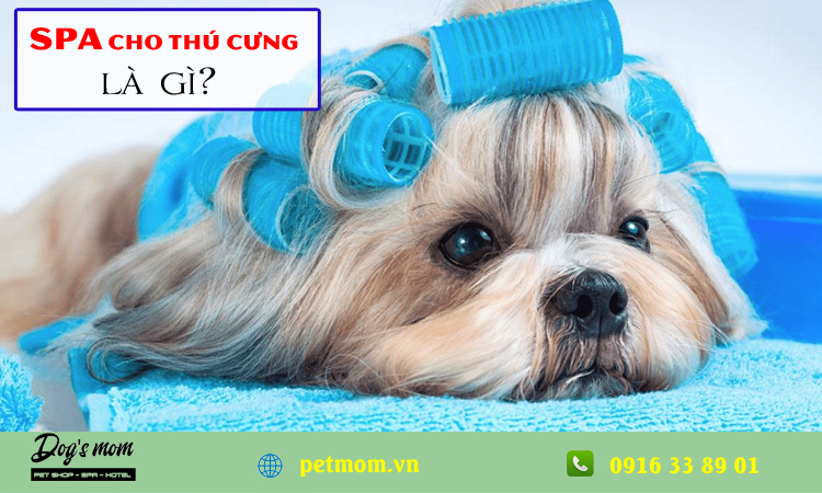 Spa cho thú cưng là gì?