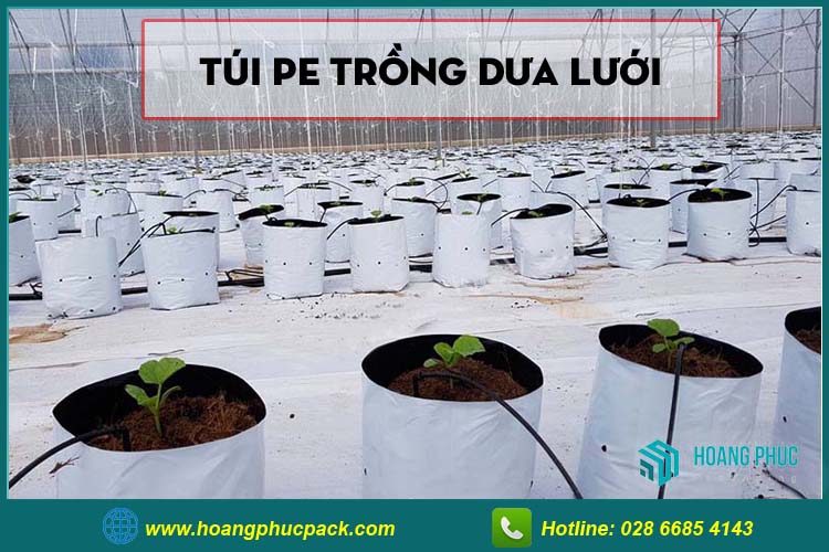 Túi PE trồng dưa lưới